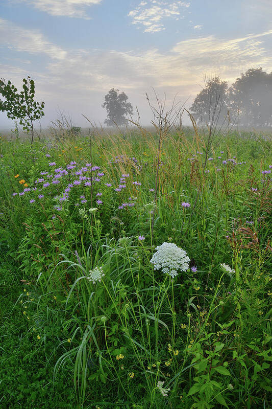 Black Eyed Susan Poster featuring the photograph Morning Fog over Glacial Park Prairie by Ray Mathis