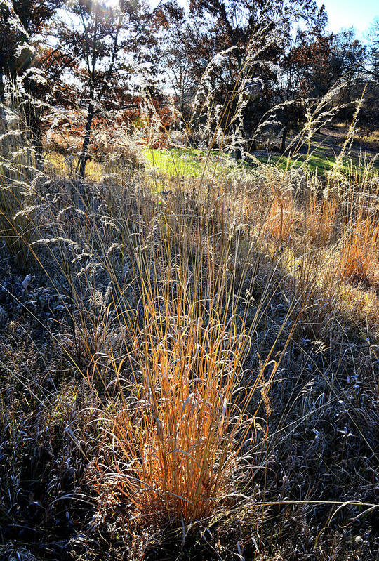 Glacial Park Poster featuring the photograph Morning Sun Backlights Fall Grasses in Glacial Park by Ray Mathis