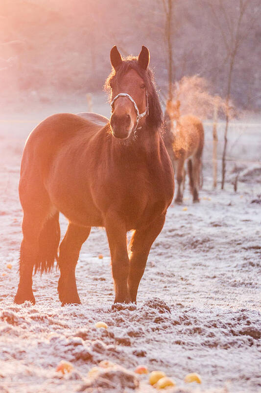 Animal Poster featuring the photograph Morning walk by Davorin Mance