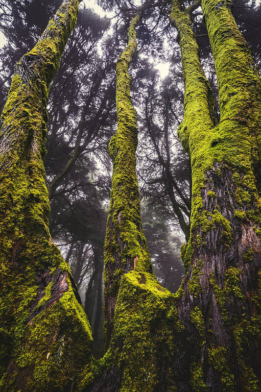 Tree Poster featuring the photograph Moss Covered Tree by Marco Oliveira