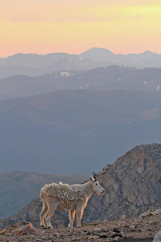 Mountain Goat Poster featuring the photograph Mountain Goat Sunset by Scott Mahon