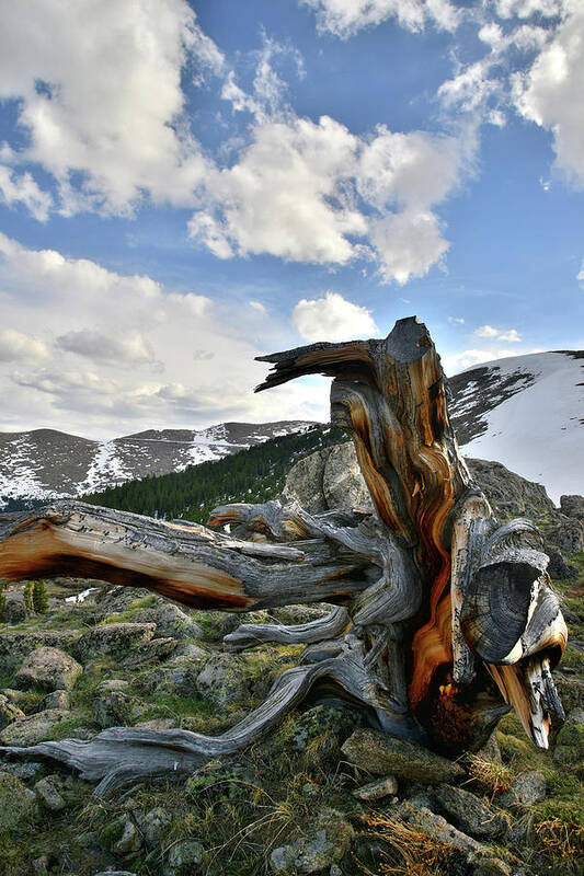 Mount Goliath Natural Area Poster featuring the photograph Mt. Evans Bristlecone Pine by Ray Mathis