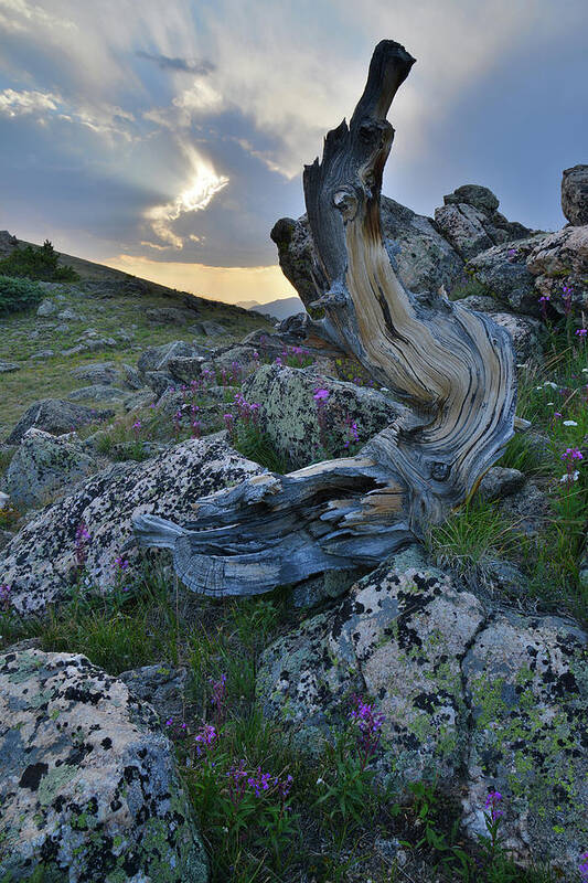 Mt. Evans Poster featuring the photograph Mt. Goliath Bristlecone Pine at Sunset by Ray Mathis