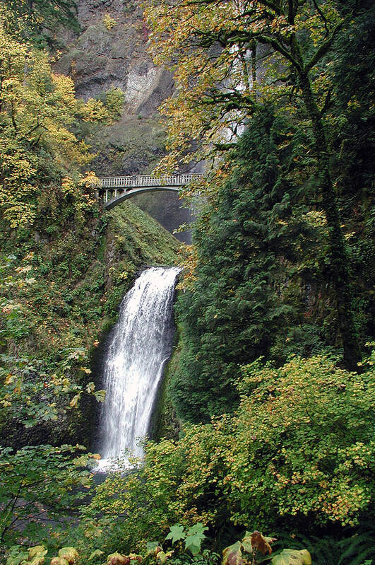 Multnomah Poster featuring the photograph Multnomah Falls 3 by DArcy Evans