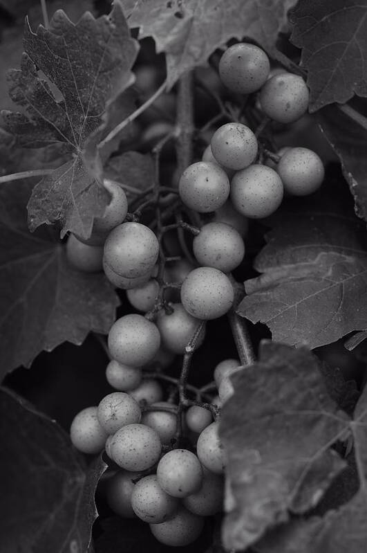 Muscadine Poster featuring the photograph Muscadine Grapes in Black and White by Matt Plyler