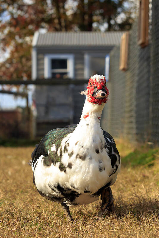 Muscovy Duck Poster featuring the photograph Muscovy Duck by Travis Rogers