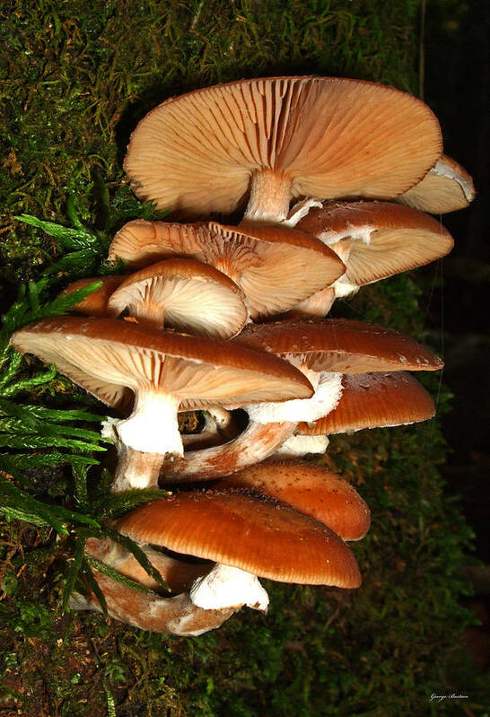 Macro Poster featuring the photograph Mushrooms 015 by George Bostian
