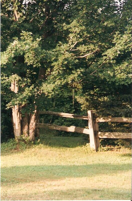 Trees Poster featuring the photograph My Quiet Corner - Photograph by Jackie Mueller-Jones