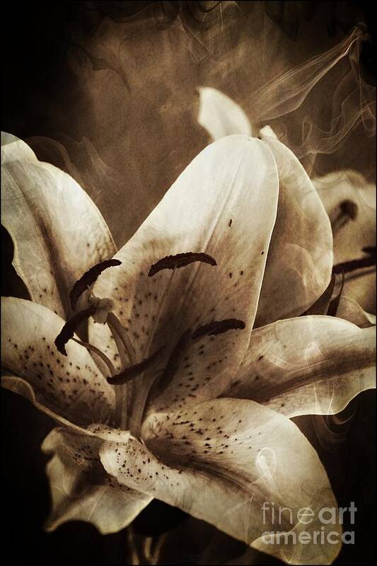Lily Poster featuring the photograph Mystical Lilies by Clare Bevan