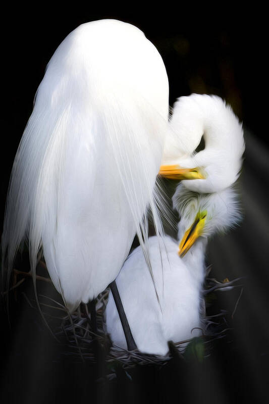 Great Egret Poster featuring the photograph Nature's Bond by Janet Fikar