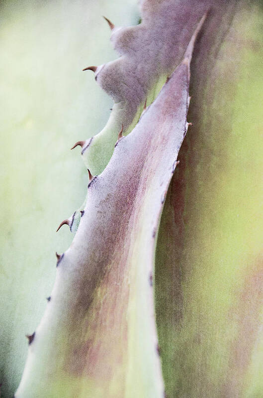 Cactus Poster featuring the photograph Nature's Desert Abstract One by Julie Palencia