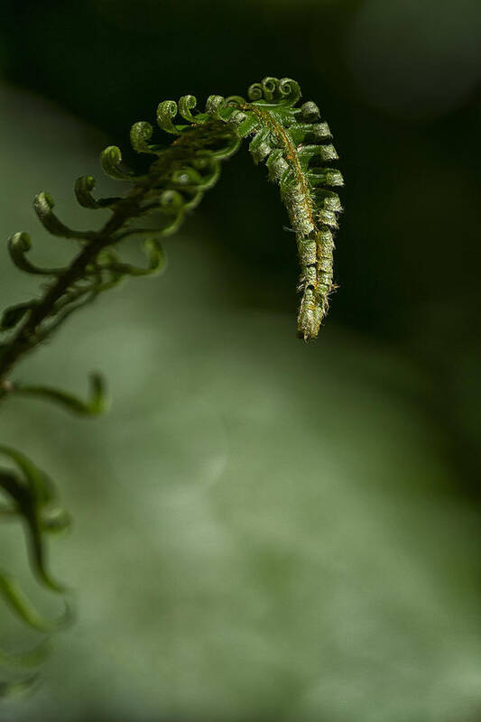 Fern Poster featuring the photograph Nature's Helper by Belinda Greb