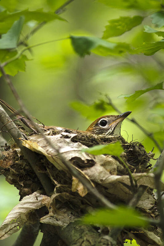 Wood Thrush Poster featuring the photograph Wood Thrush Nest by Christina Rollo