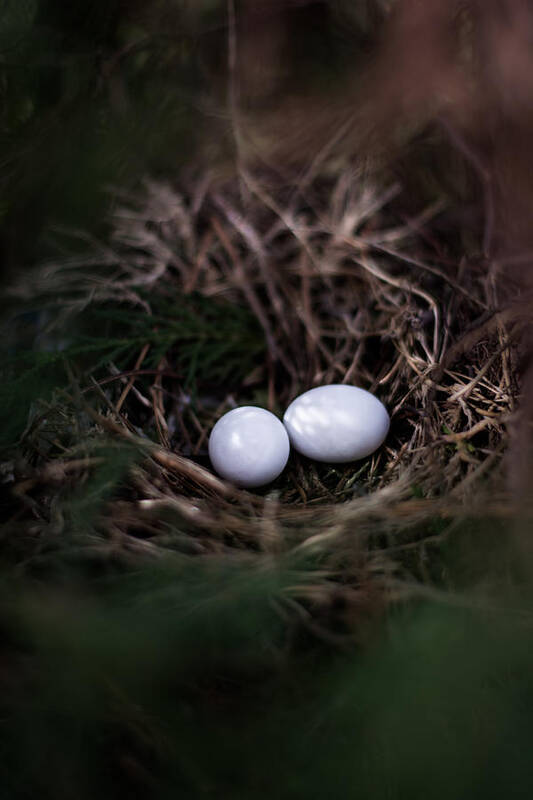 Egg Poster featuring the photograph New Birth by Parker Cunningham