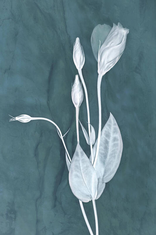 Lisianthus Flowers Poster featuring the photograph New Openings in Teal by Leda Robertson
