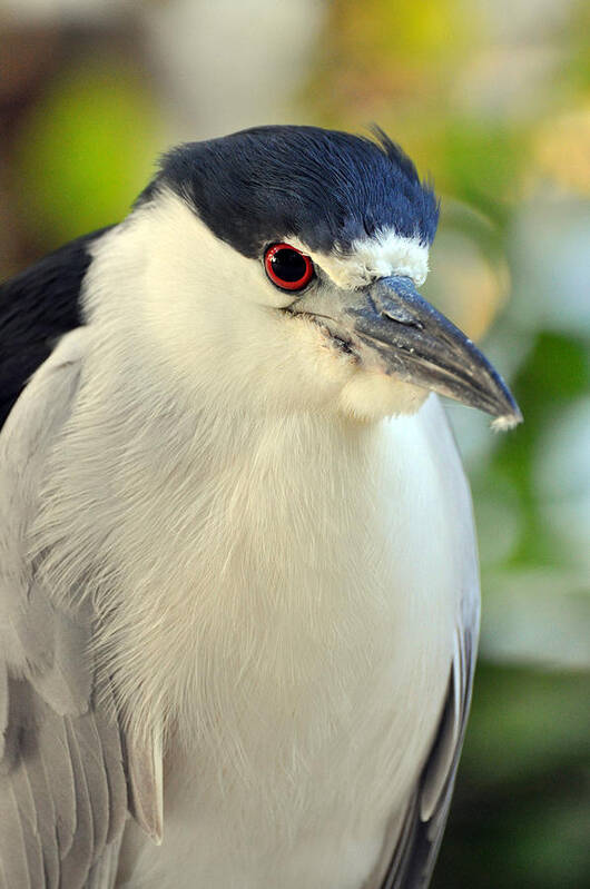 Night Heron Poster featuring the photograph Night Heron Portrait in the Early Morning Light by Rose Hill