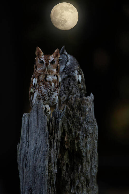 Night Owl Poster featuring the photograph Night Owl by Jackie Sajewski