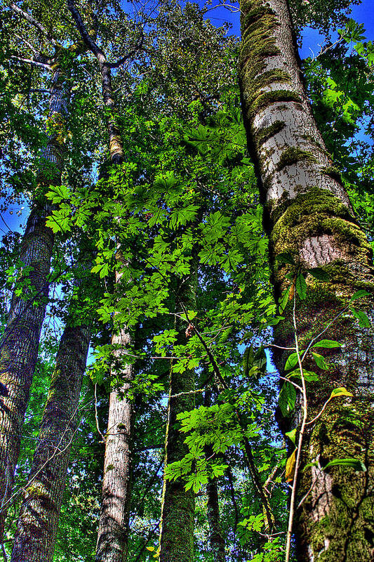 Nisqually Poster featuring the photograph Nisqually Trees by David Patterson