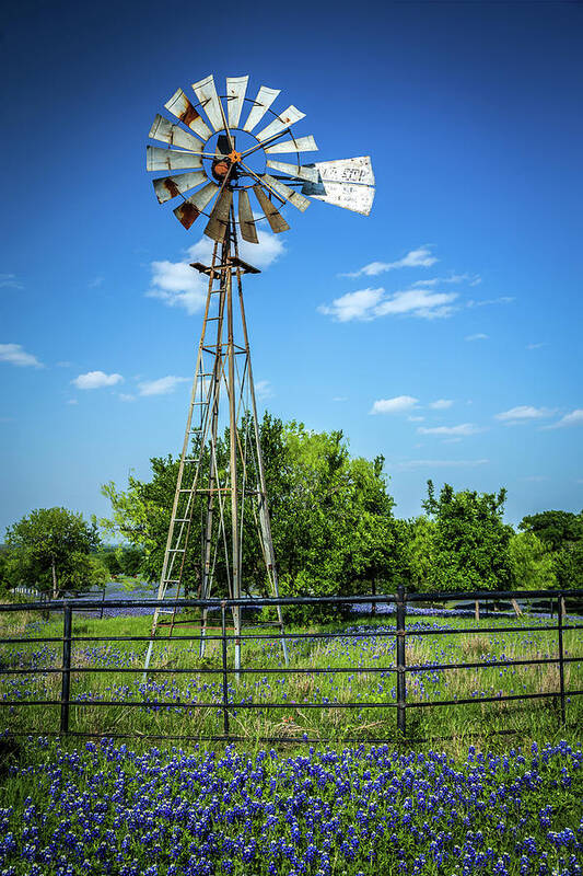 Bluebonnets Poster featuring the photograph No Wind Today by Tom Weisbrook