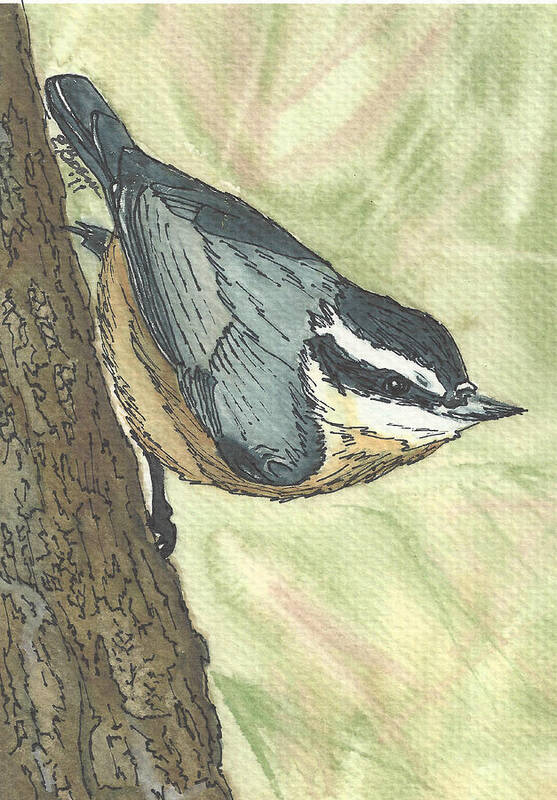 Nuthatch Poster featuring the painting Nuthatch Pen and Ink by Elise Boam