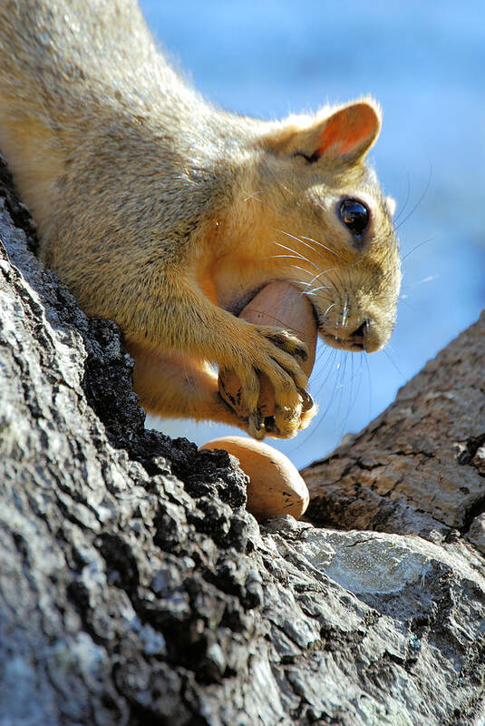 Squirrel Poster featuring the photograph Nutjob by Debbie Karnes