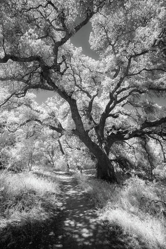 Pacific Crest Trail Poster featuring the photograph Oak Shaded Trail by Alexander Kunz