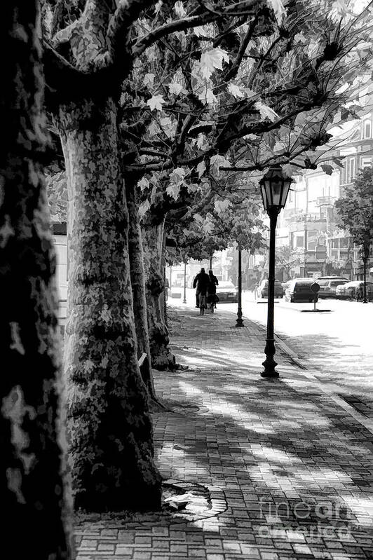 Germany Walkways Strasse Trees Parks Poster featuring the photograph On the Strasse by Rick Bragan