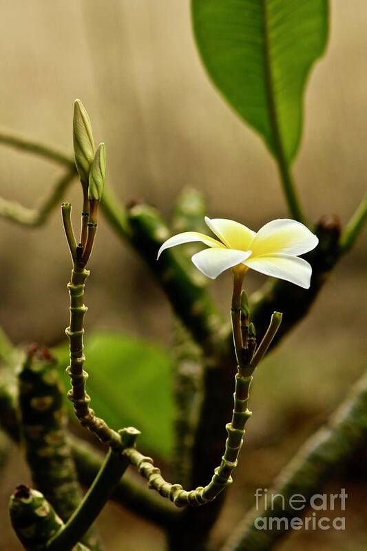 Plumeria Poster featuring the photograph One Blossom and a bud by Craig Wood