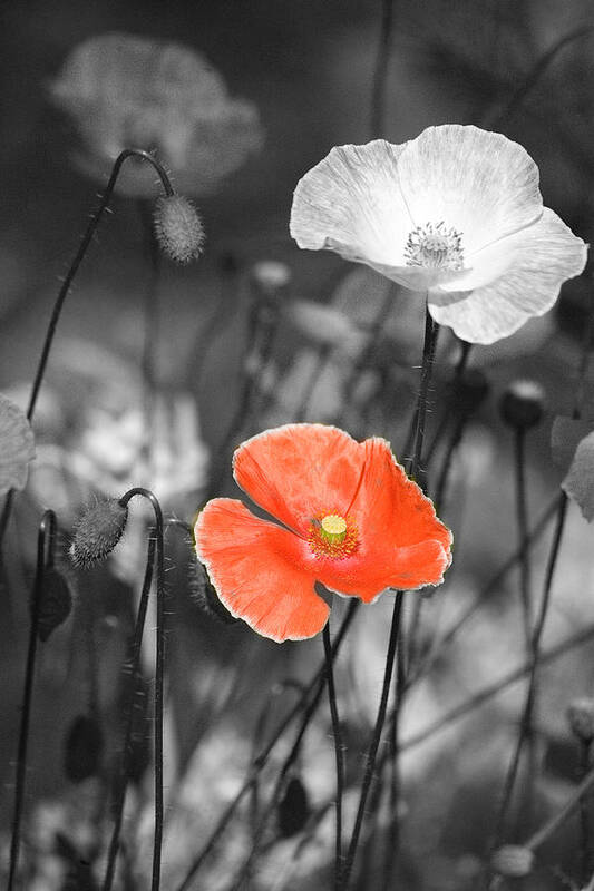 Nature Photography Poster featuring the photograph One Red Poppy by Bonnie Bruno