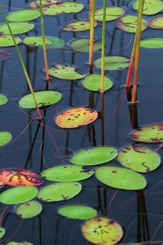 Lily Pad Poster featuring the photograph Orange and Green Water Lily Pads by Juergen Roth