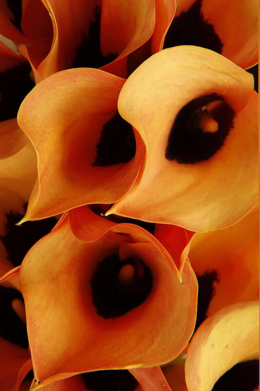 Orange Poster featuring the photograph Orange Calla Lillies by KG Thienemann