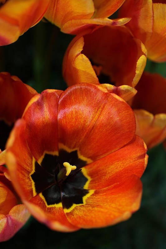 Tulips Poster featuring the photograph Orange Tulips by Tammy Pool