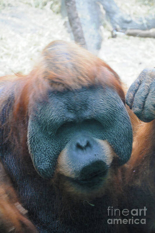 Orangutan Poster featuring the photograph Orangutan Kiss by Lana Raffensperger