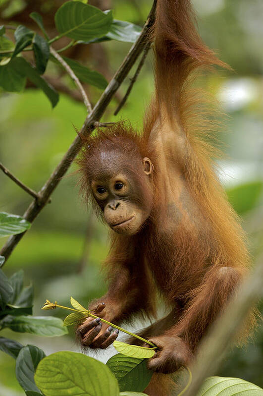 Npl Poster featuring the photograph Orangutan Pongo Pygmaeus Baby Swinging by Christophe Courteau