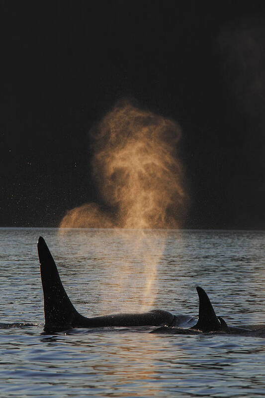00475889 Poster featuring the photograph Orcas Ocinus Orca Spouting Alaska by Hiroya Minakuchi