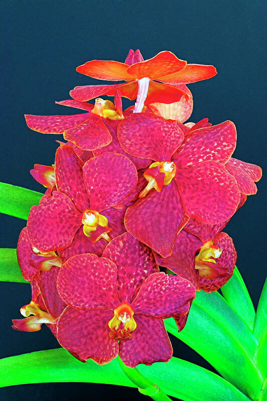 Flower Poster featuring the photograph Orchid-5-St Lucia by Chester Williams