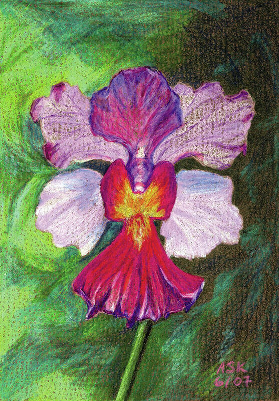 Orchid Poster featuring the drawing Orchid by Anne Katzeff