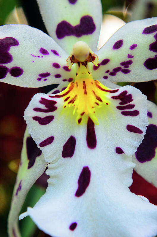 Cleveland Botanical Gardens Poster featuring the photograph Orchid Cross by Stewart Helberg