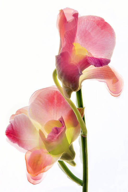 Orchids Poster featuring the photograph Orchid Morphing II by Leda Robertson