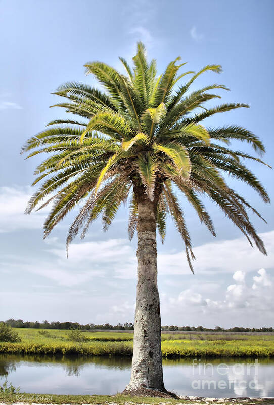 Ormond Beach Poster featuring the photograph Ormond Loop Palm by Deborah Benoit