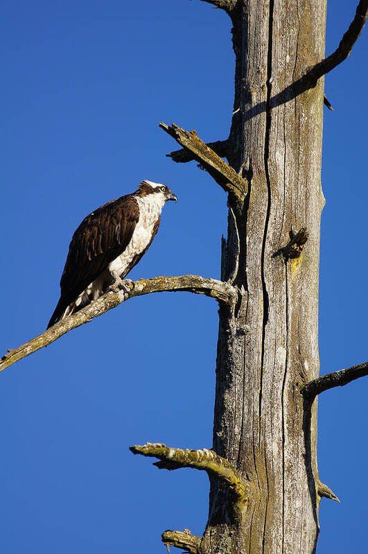 Osprey Poster featuring the photograph Osprey Nest Guard - 003 by Shirley Heyn