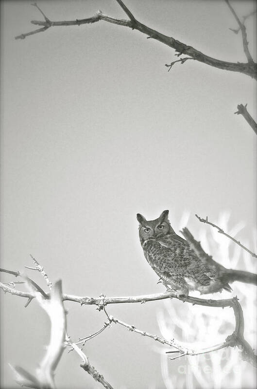 Owl Poster featuring the photograph Owl Be Seeing You by Cindy Schneider