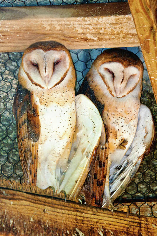 Barn Owl Poster featuring the photograph Owl Buddies by Rochelle Berman
