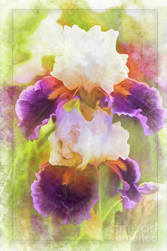 Iris Poster featuring the photograph Painterly Bearded Iris by Eleanor Abramson