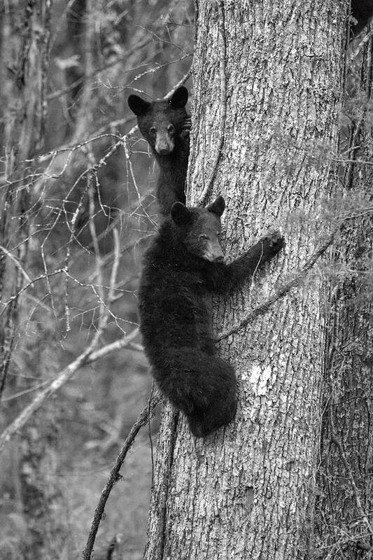 Bear Poster featuring the photograph Paintography -two bear cubs in a tree by Dan Friend