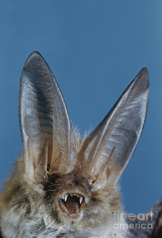 Pallid Bat Poster featuring the photograph Pallid Bat by Charles E. Mohr