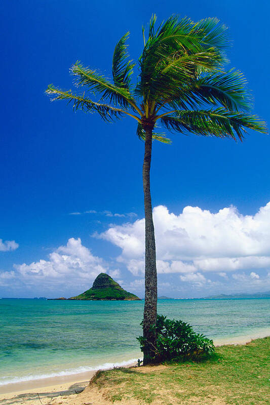 Bay Poster featuring the photograph Palm Tree on the Beach Kaneohe Bay Oahu Hawaii by George Oze
