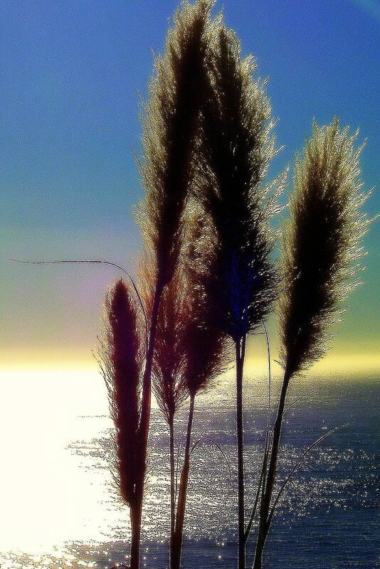 Nature Poster featuring the photograph Pampas Grass and The Pacific by Jodie Marie Anne Richardson Traugott     aka jm-ART