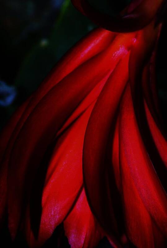 Red Cactus Orchid Poster featuring the photograph Passion in Shadows by Lori Child