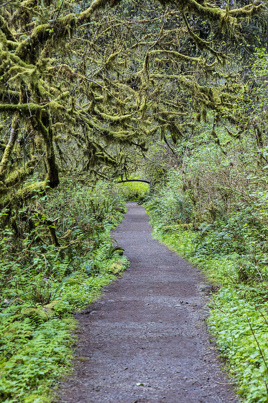 Forest Poster featuring the photograph Path in Oregon Forest by John McGraw